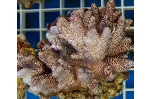 Cultured Finger Coral Cauliflower (Cladiella spp)