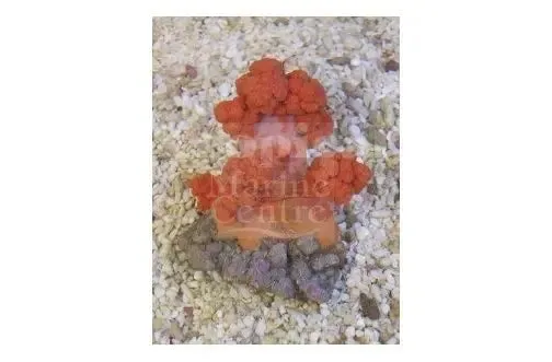 Cultured Pussey Coral Orange (Scleronephthya spp)