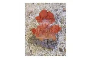 Cultured Pussey Coral Orange (Scleronephthya spp)