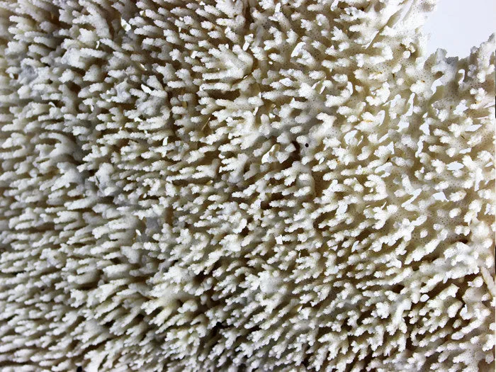 Extra Large Fan Shaped Piece of White Coral from a Private Collection