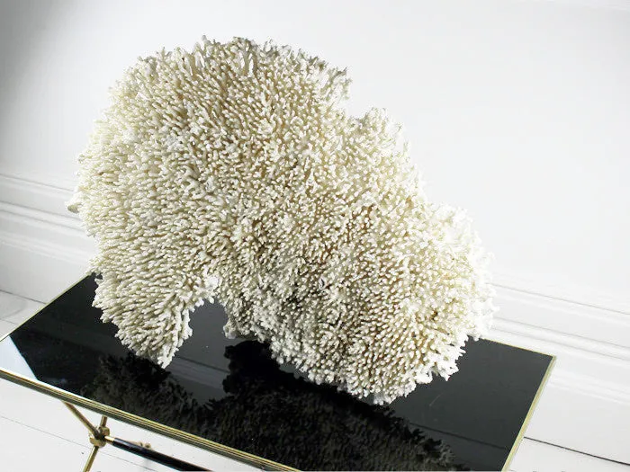 Extra Large Fan Shaped Piece of White Coral from a Private Collection