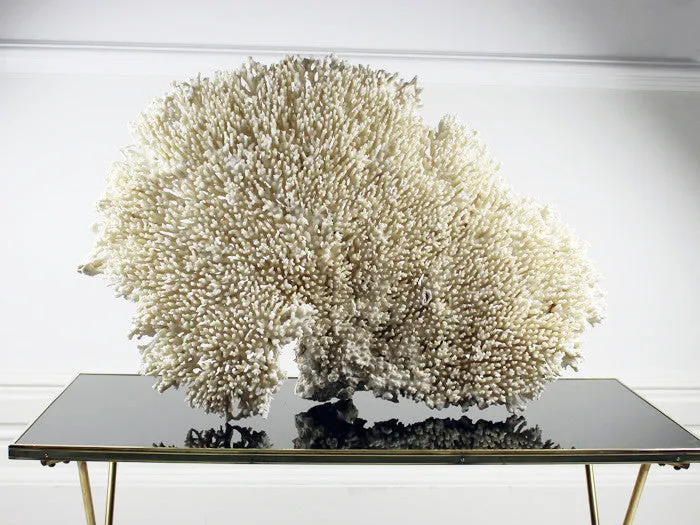Extra Large Fan Shaped Piece of White Coral from a Private Collection
