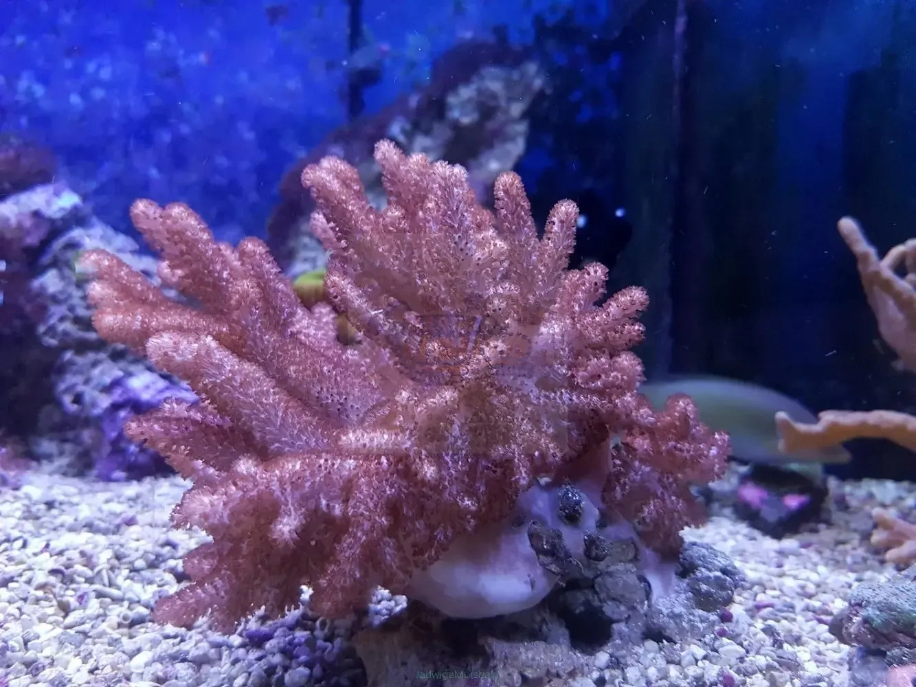 Finger Coral Cactus (Sinularia brassica)