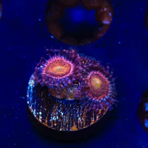 Mohawk Zoanthids Coral